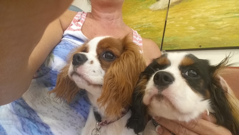 Idiopathic Asymptomatic Thrombocytopenia – Cavalier King Charles Spaniel education