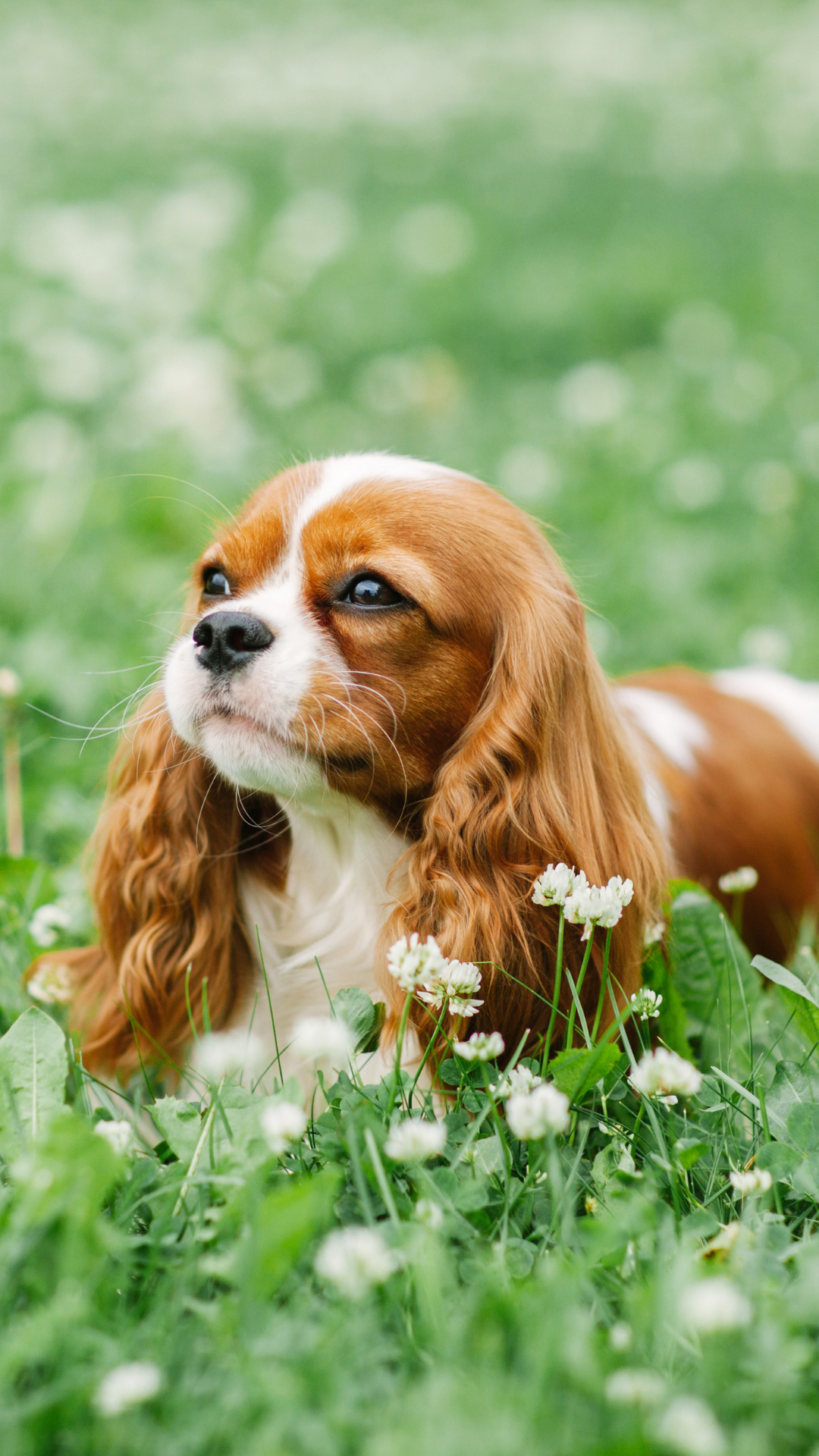 Dry Eye Curly Coat Syndrome – Cavalier King Charles Spaniel education