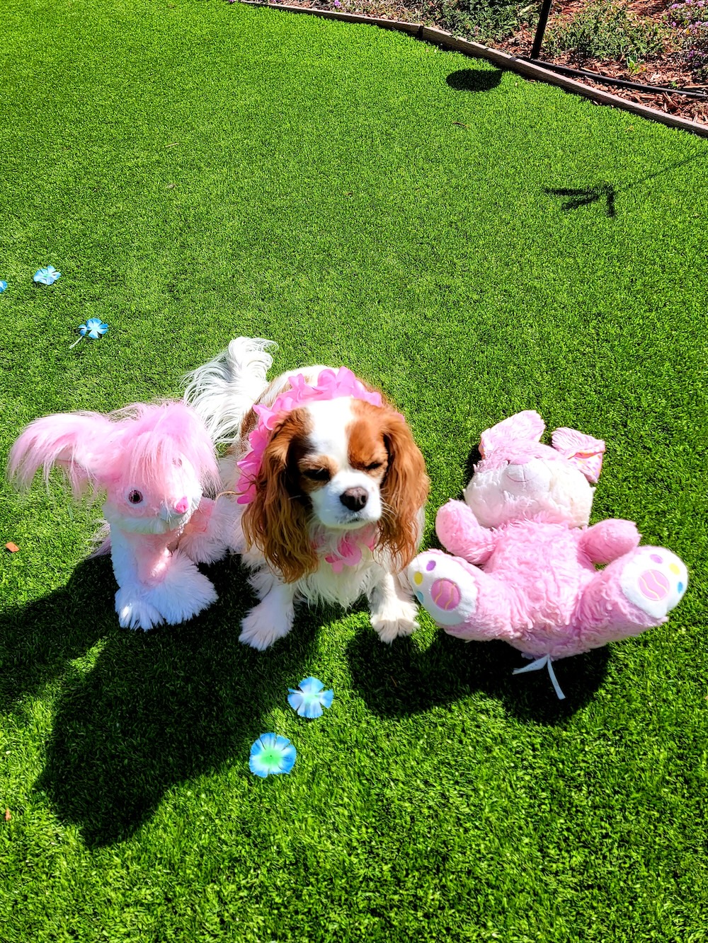 The Cavalier Reverse Sneeze – Cavalier King Charles Spaniel education