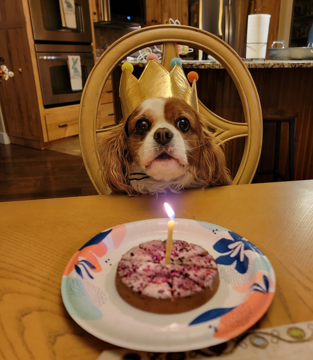 Angels and Nobility Cavalier puppy