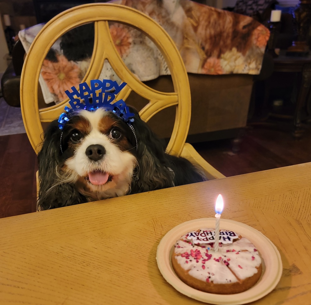 Cavalier puppy