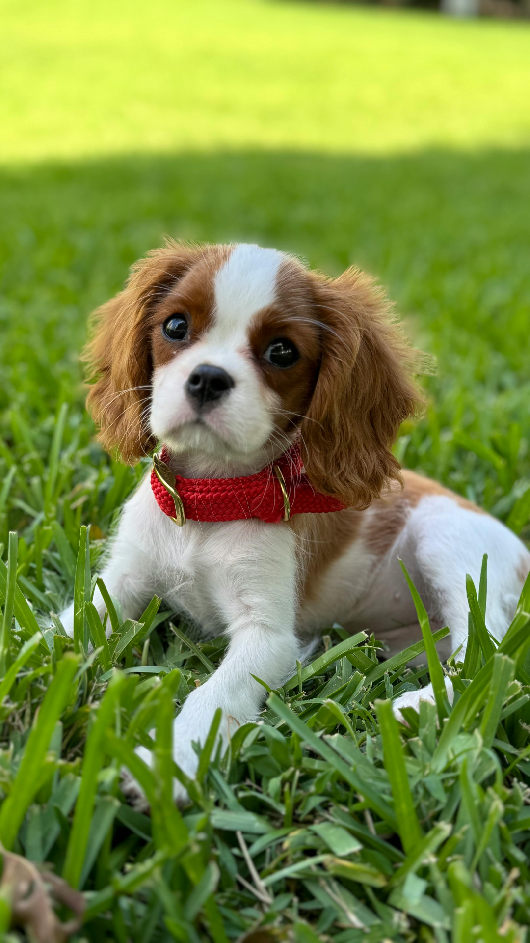 Cavalier King Charles Spaniel puppy ready to travel home