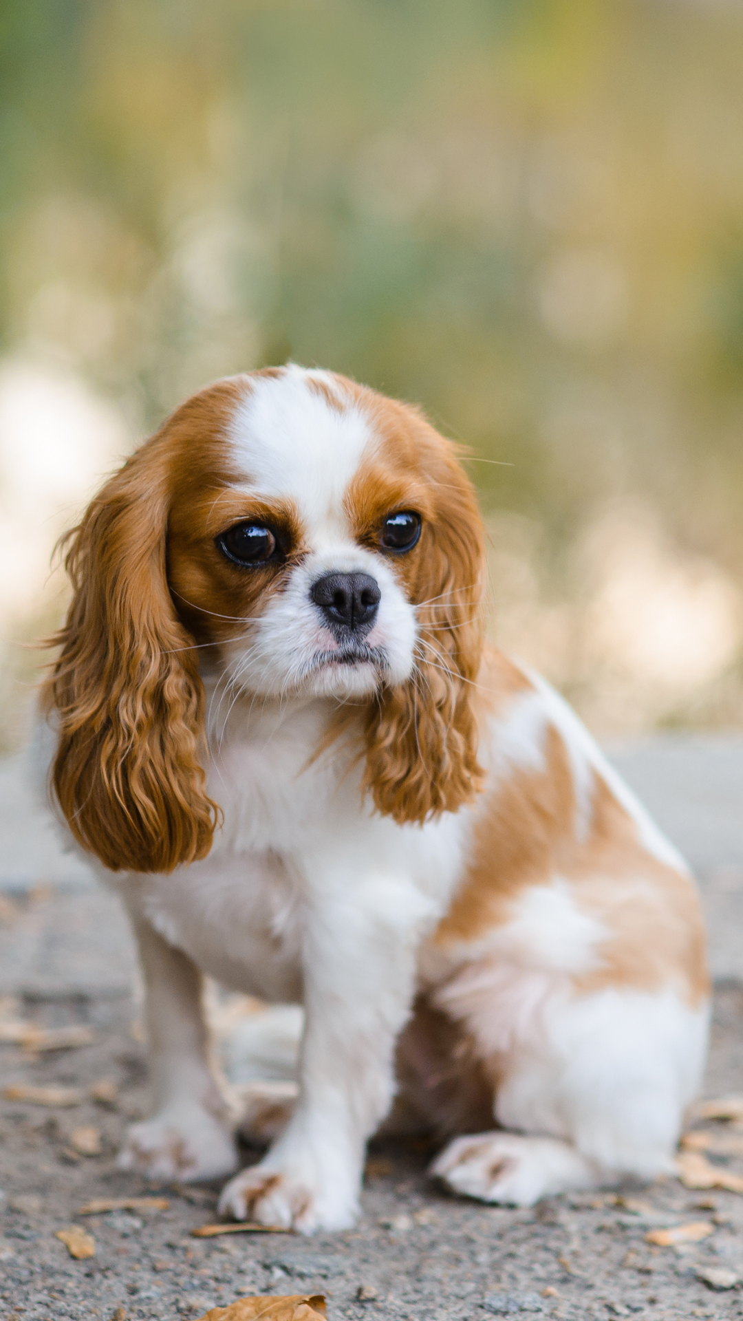 About the Cavalier King Charles Spaniel