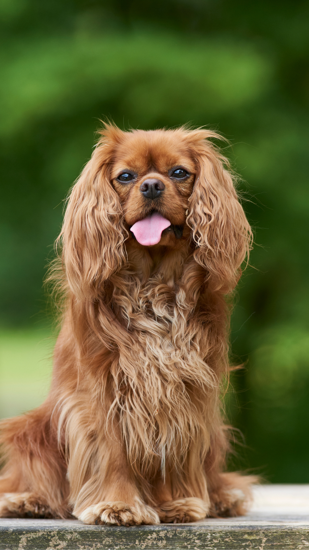 Episodic Falling Syndrome – Cavalier King Charles Spaniel education