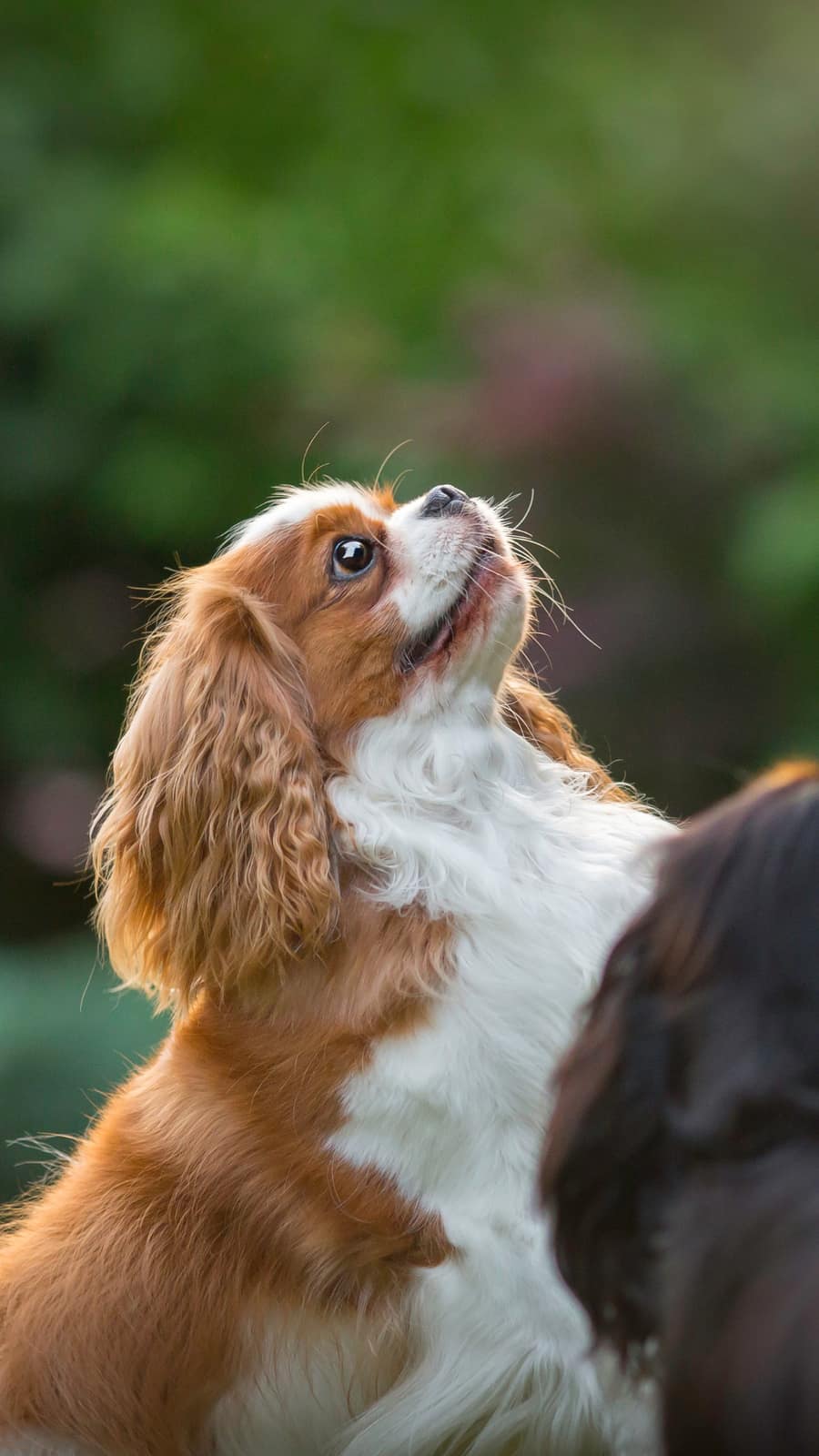Mitral Valve Disease in Cavaliers – Cavalier King Charles Spaniel education