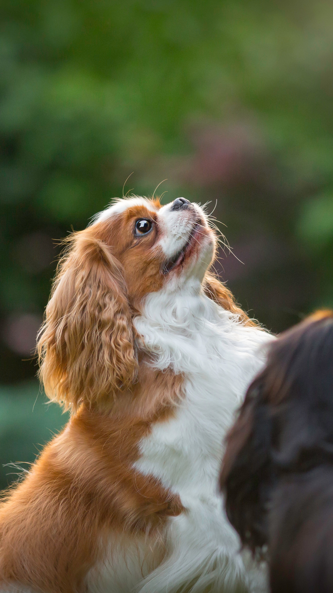 Mitral Valve Disease in Cavaliers – Cavalier King Charles Spaniel education