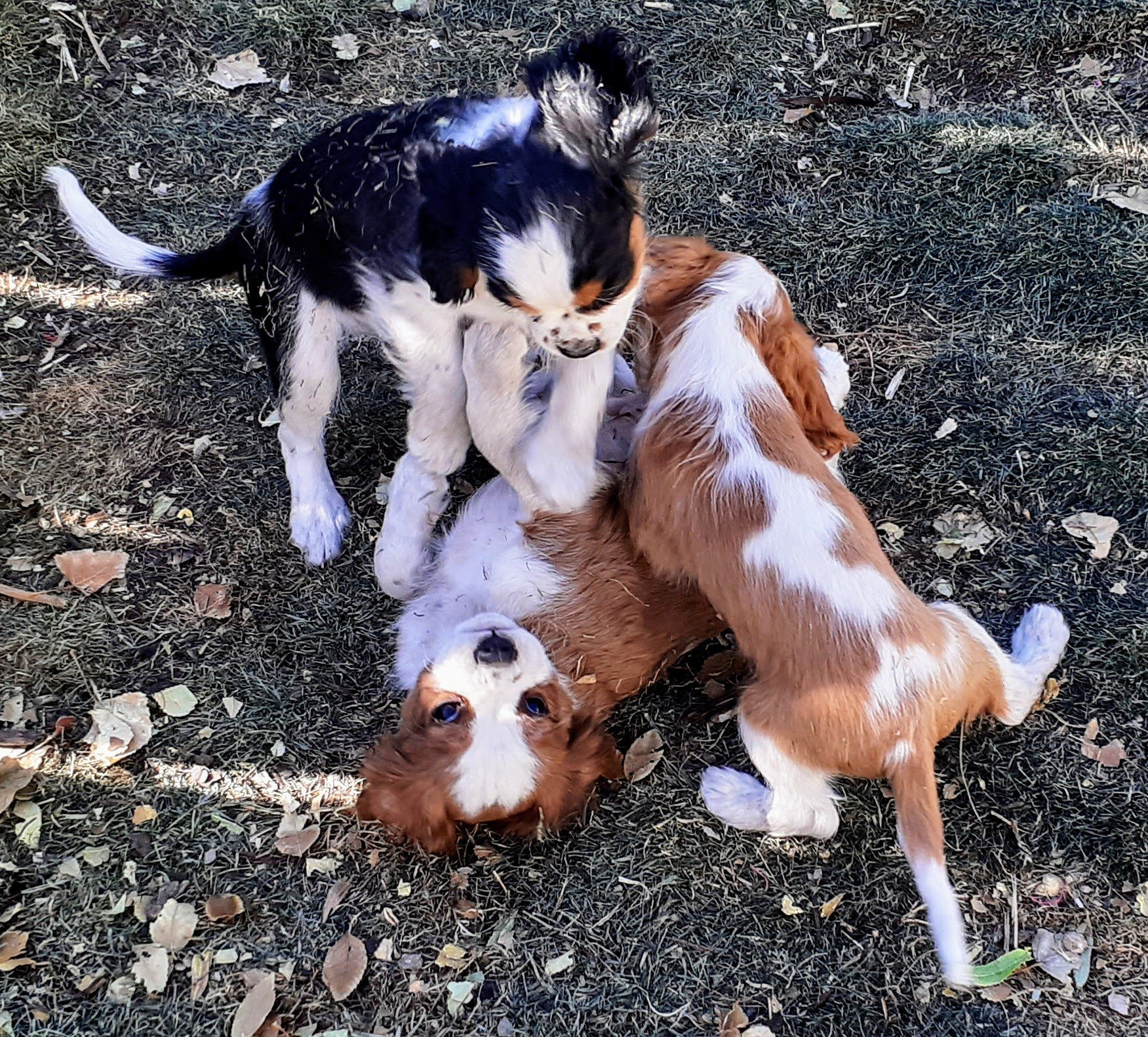 Spaying and Neutering Your Cavalier – Cavalier King Charles Spaniel education