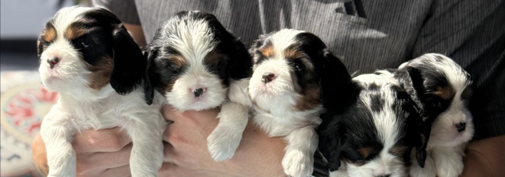 Tri-color Cavalier King Charles Spaniel puppies from Angels and Nobility Cavaliers in Lehi, Utah